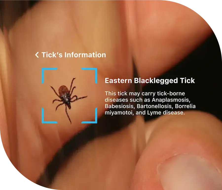 A hand holding a test tube with a tick inside