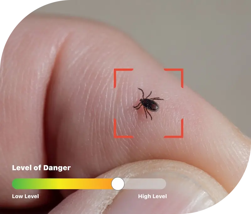 A tick and it's danger level